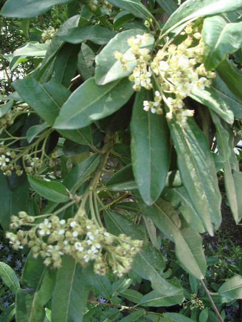 Photinia davidiana fleur P1C P26